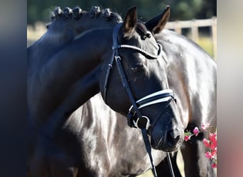 Duitse rijpony, Merrie, 8 Jaar, 148 cm, Zwart