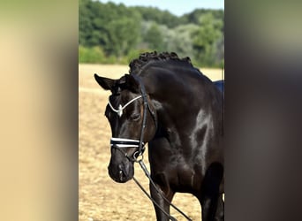 Duitse rijpony, Merrie, 8 Jaar, 148 cm, Zwart