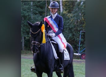 Duitse rijpony, Merrie, 8 Jaar, 148 cm, Zwart