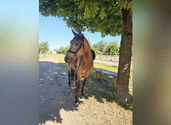 Duitse rijpony, Merrie, 8 Jaar, 149 cm, Buckskin