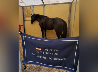 Duitse rijpony, Merrie, 8 Jaar, 149 cm, Zwartbruin