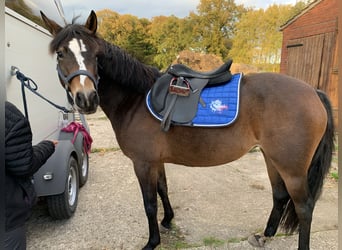 Duitse rijpony, Merrie, 8 Jaar, 150 cm, Bruin