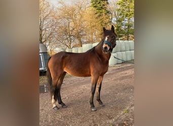 Duitse rijpony, Merrie, 8 Jaar, 150 cm, Bruin