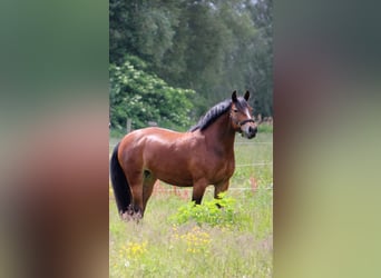 Duitse rijpony Mix, Merrie, 8 Jaar, 150 cm, Bruin