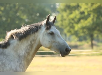 Duitse rijpony, Merrie, 8 Jaar, 152 cm, Appelschimmel
