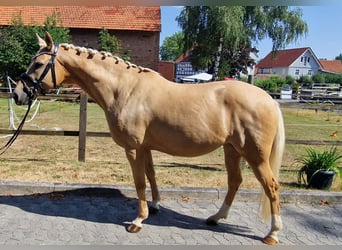 Duitse rijpony, Merrie, 8 Jaar, 152 cm, Palomino