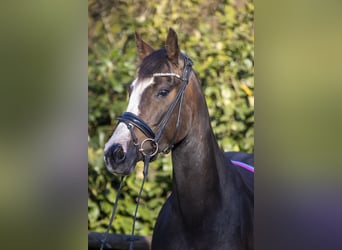 Duitse rijpony, Merrie, 8 Jaar, 153 cm, Zwartbruin