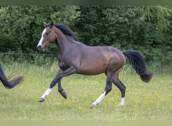 Duitse rijpony, Merrie, 8 Jaar, 153 cm, Zwartbruin