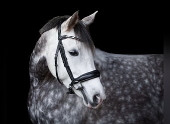 Duitse rijpony, Merrie, 8 Jaar, 154 cm, Schimmel