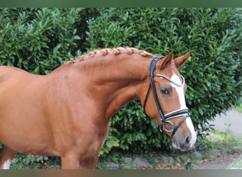 Duitse rijpony, Merrie, 8 Jaar, 155 cm, Vos