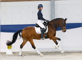 Duitse rijpony, Merrie, 8 Jaar, 157 cm, Bruin