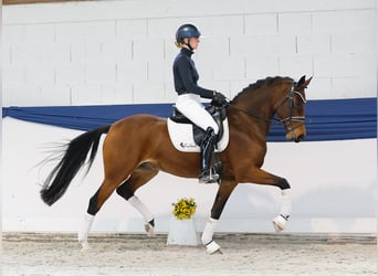 Duitse rijpony, Merrie, 8 Jaar, 157 cm, Bruin