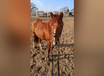 Duitse rijpony Mix, Merrie, 9 Jaar, 135 cm, Vos