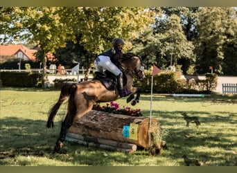 Duitse rijpony, Merrie, 9 Jaar, 136 cm, Falbe