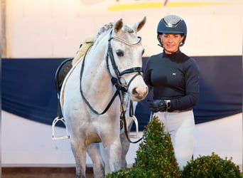 Duitse rijpony, Merrie, 9 Jaar, 138 cm, Schimmel