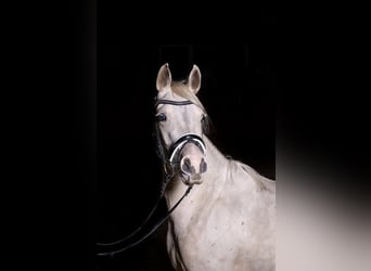 Duitse rijpony, Merrie, 9 Jaar, 140 cm, Palomino