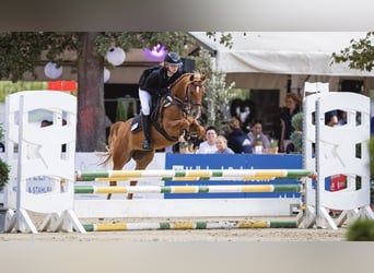 Duitse rijpony, Merrie, 9 Jaar, 140 cm, Vos