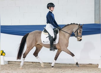 Duitse rijpony, Merrie, 9 Jaar, 141 cm, Falbe