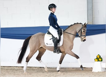 Duitse rijpony, Merrie, 9 Jaar, 141 cm, Falbe