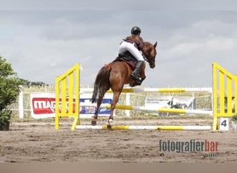 Duitse rijpony, Merrie, 9 Jaar, 144 cm, Donkere-vos