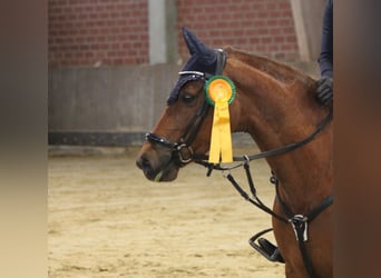 Duitse rijpony, Merrie, 9 Jaar, 144 cm, Donkere-vos