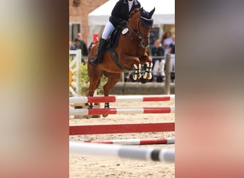 Duitse rijpony, Merrie, 9 Jaar, 144 cm, Donkere-vos