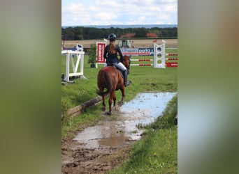 Duitse rijpony, Merrie, 9 Jaar, 144 cm, Donkere-vos