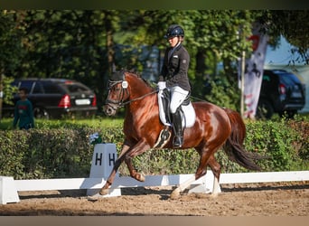 Duitse rijpony, Merrie, 9 Jaar, 144 cm, Donkere-vos