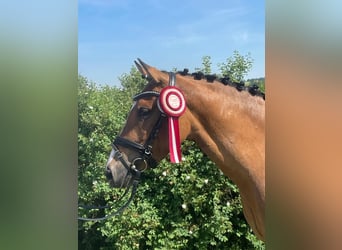 Duitse rijpony, Merrie, 9 Jaar, 144 cm, Falbe