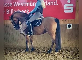 Duitse rijpony, Merrie, 9 Jaar, 144 cm, Falbe