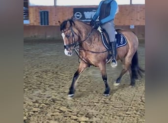 Duitse rijpony, Merrie, 9 Jaar, 144 cm, Falbe