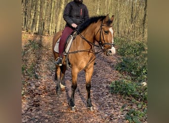 Duitse rijpony, Merrie, 9 Jaar, 144 cm, Falbe