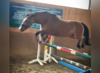 Duitse rijpony, Merrie, 9 Jaar, 144 cm, Falbe