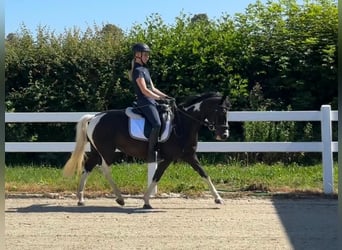 Duitse rijpony, Merrie, 9 Jaar, 144 cm, Gevlekt-paard