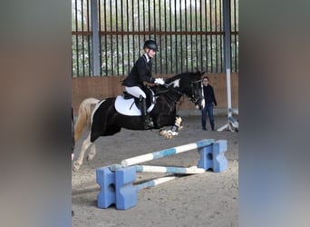 Duitse rijpony, Merrie, 9 Jaar, 144 cm, Gevlekt-paard