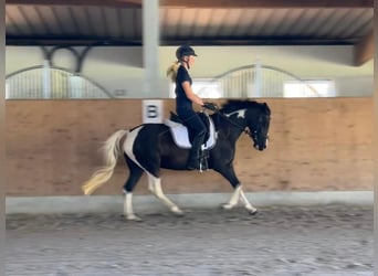 Duitse rijpony, Merrie, 9 Jaar, 144 cm, Gevlekt-paard