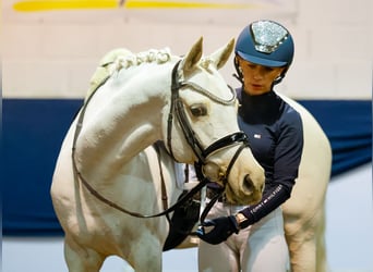 Duitse rijpony, Merrie, 9 Jaar, 144 cm, Palomino