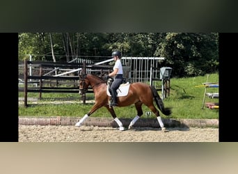 Duitse rijpony, Merrie, 9 Jaar, 145 cm, Bruin