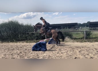 Duitse rijpony, Merrie, 9 Jaar, 145 cm, Bruin