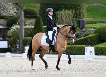 Duitse rijpony, Merrie, 9 Jaar, 145 cm, Falbe