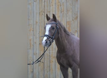 Duitse rijpony, Merrie, 9 Jaar, 145 cm, Roan-Red