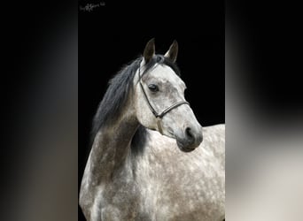 Duitse rijpony, Merrie, 9 Jaar, 145 cm, Zwartschimmel