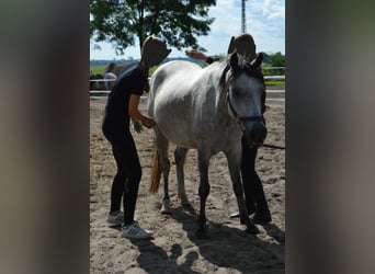 Duitse rijpony, Merrie, 9 Jaar, 145 cm, Zwartschimmel