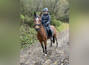 Duitse rijpony, Merrie, 9 Jaar, 146 cm, Bruin