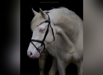 Duitse rijpony, Merrie, 9 Jaar, 146 cm, Cremello