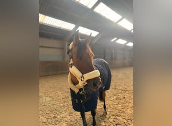 Duitse rijpony, Merrie, 9 Jaar, 146 cm, Falbe