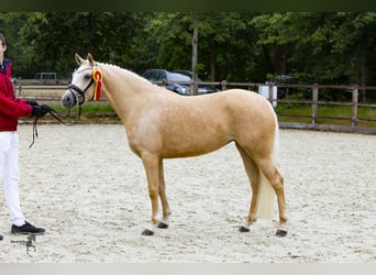 Duitse rijpony, Merrie, 9 Jaar, 146 cm, Palomino