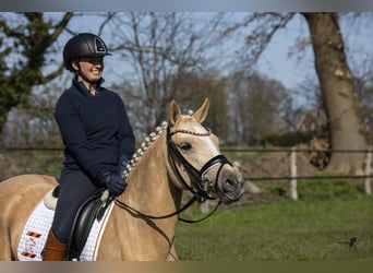 Duitse rijpony, Merrie, 9 Jaar, 146 cm, Palomino