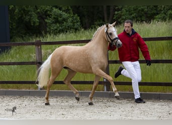 Duitse rijpony, Merrie, 9 Jaar, 146 cm, Palomino