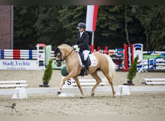 Duitse rijpony, Merrie, 9 Jaar, 146 cm, Palomino